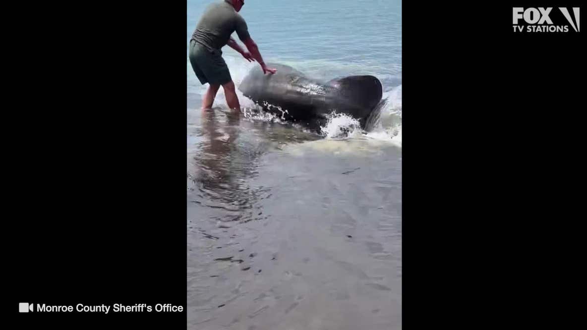 Deputy tries to save stranded manatee